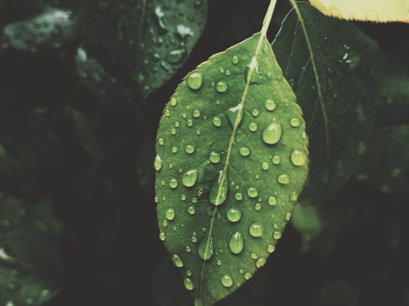 pexels-photo-2530911-1